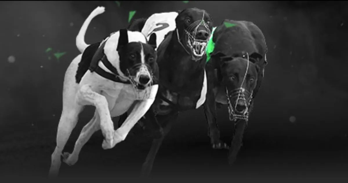 拜仁逆转柏,林赫塔,领跑积分榜,星耀娱乐官网,星耀娱乐官网在线娱乐平台